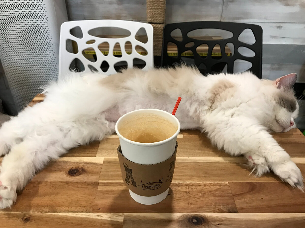 Уникальные кафе с животными в Сеуле | DoramaFan | Дзен