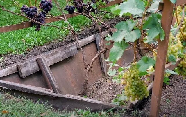 Как вырастить виноград на дачном участке. | В огороде лебеда. | Дзен