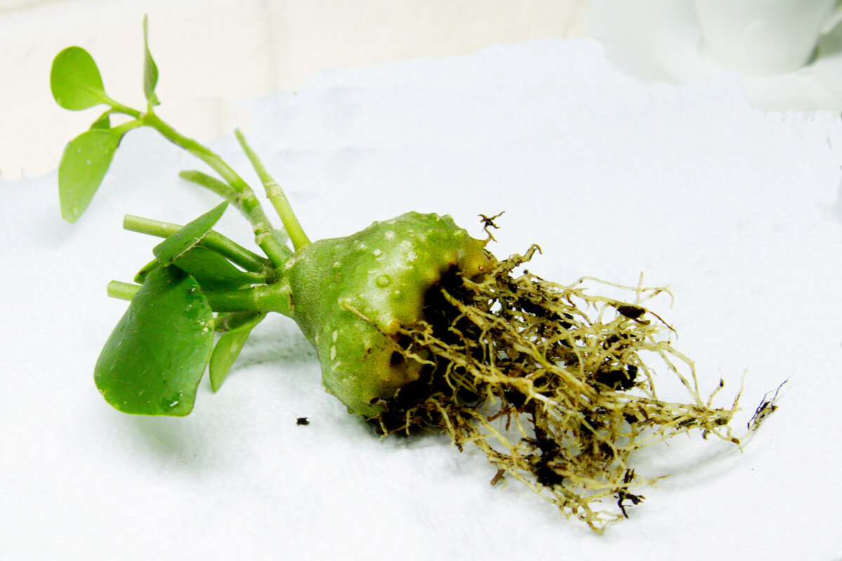 Вот так выглядят корни Хиднофитума папуанум. Фото и коллекция автора masteritayaplants