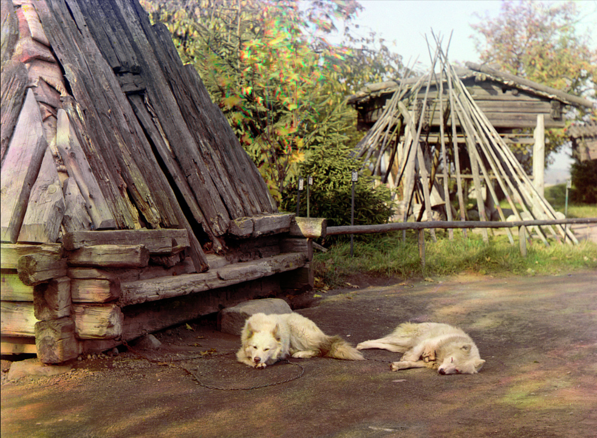 Сторожевые собаки. 1910 год.