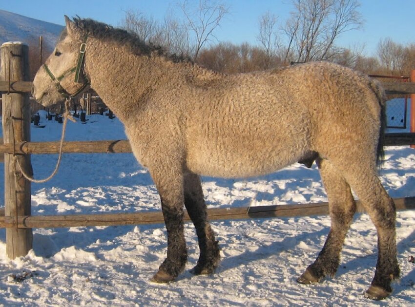 Продажа лошадей забайкальский. Забайкальская кучерявая порода лошадей. Курчавая Забайкальская лошадь. Забайкальская кудрявая порода лошади. Забайкальская курчавая порода лошадей.