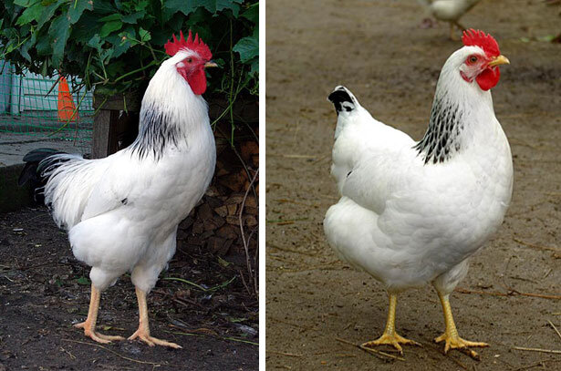 Адлерская порода кур яйценоскость. Куры бело черные. Адлерский петух. Серебристая курица Несушка. Белые куры с черным хвостом пород.