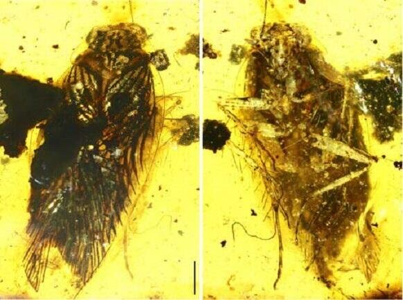 Фото: hokudai.ac.jp