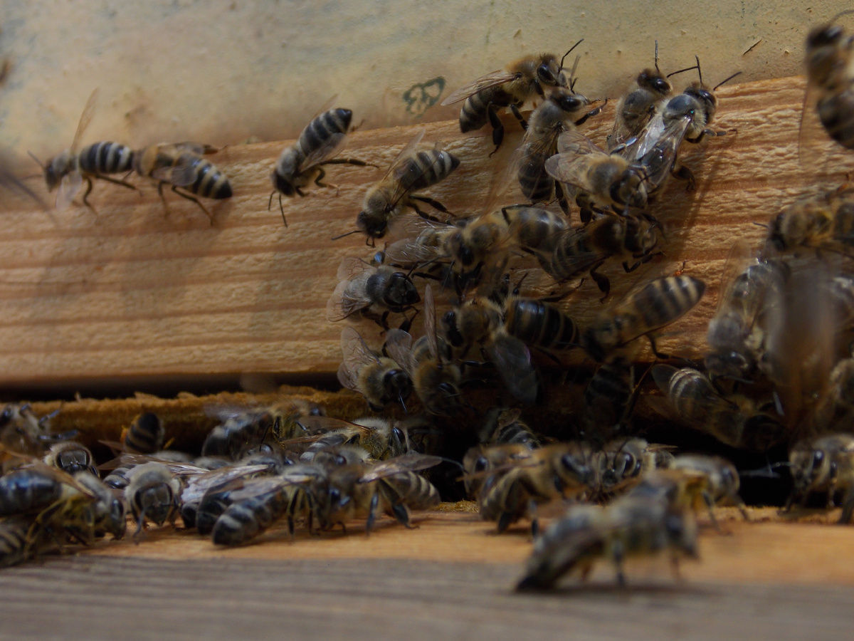 Пчелы сами делают прополис, поэтому он является на 100% натуральным продуктом