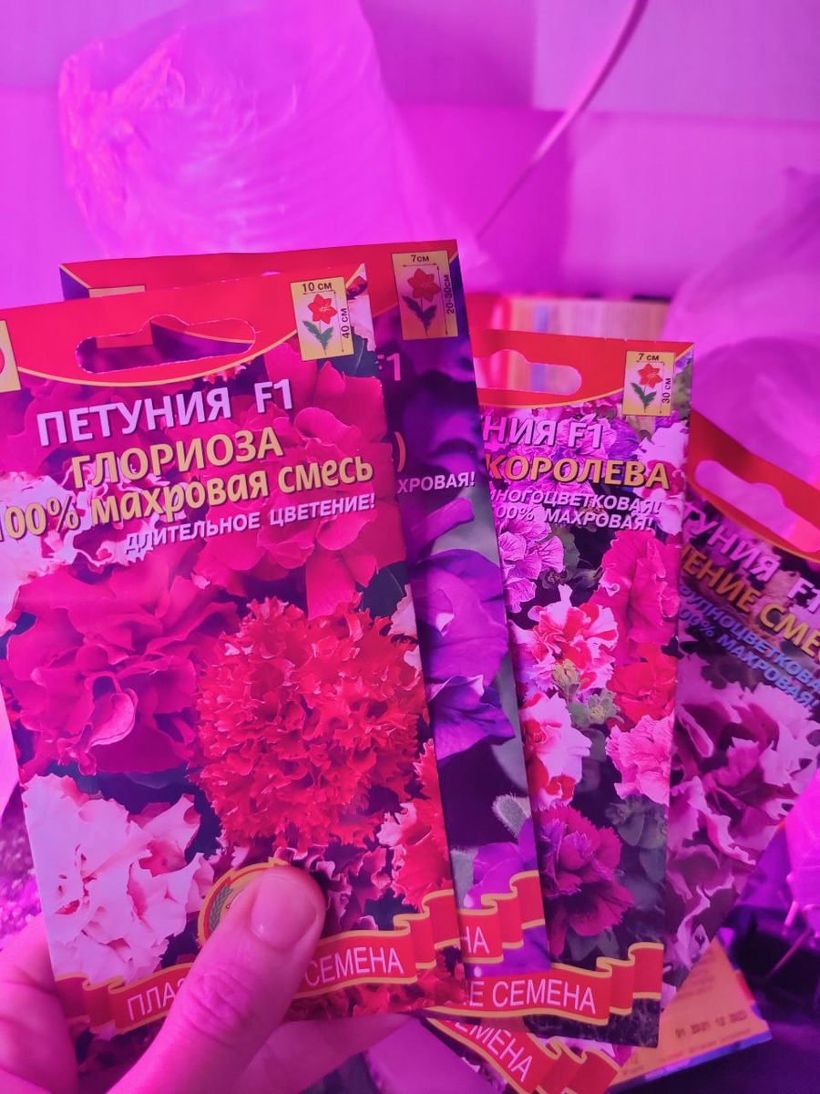 В этом году это оказалась петуния