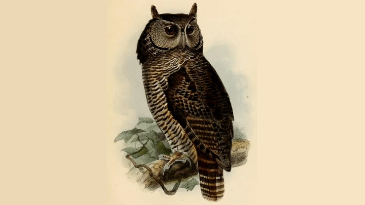 Иллюстрация Keulemans, 1875 год. wiki2.wiki