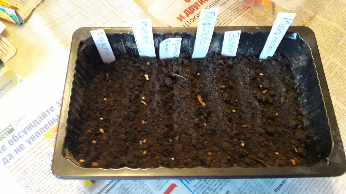 Посаженные в контейнер семена томатов.