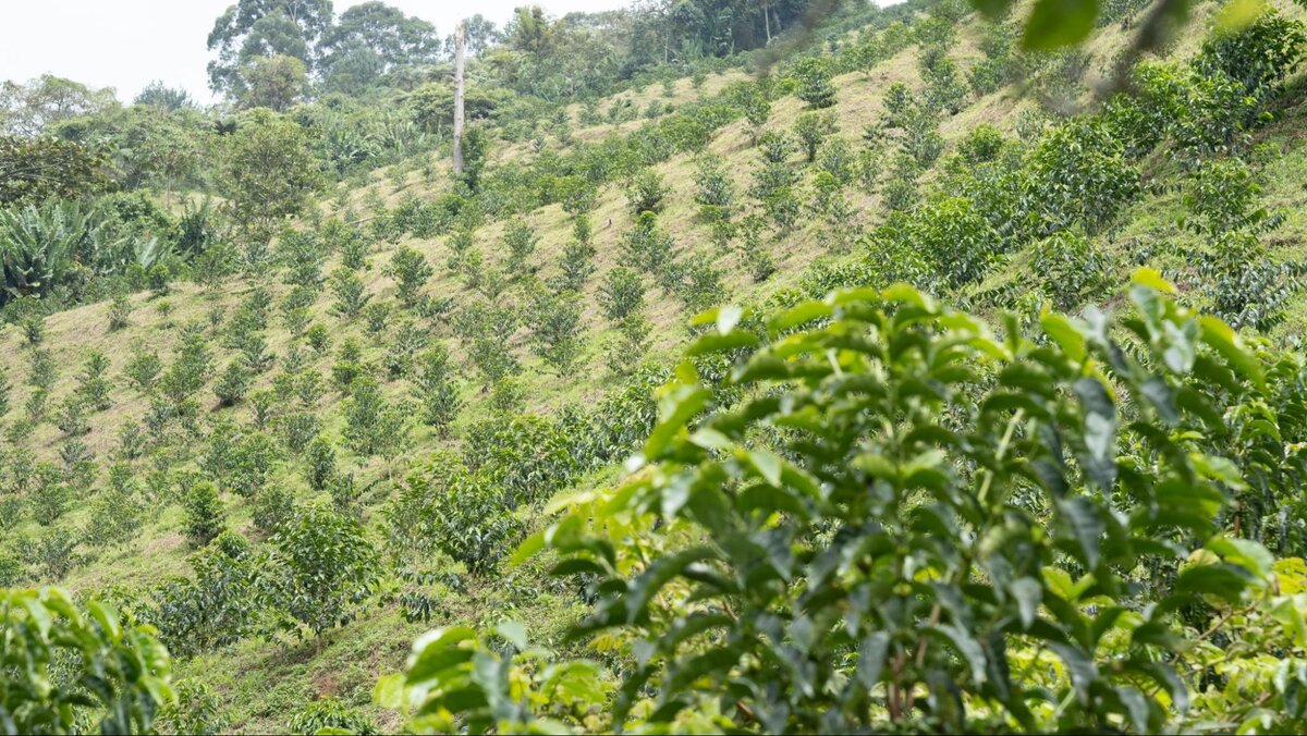 
Небольшие деревья эужениоидиса, имея африканское происхождение, чувствуют себя достаточно хорошо и на востоке Северных Анд