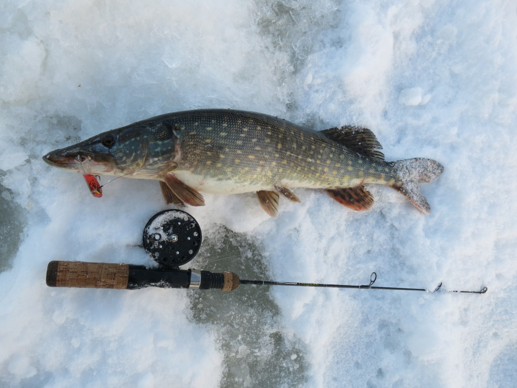 щука на балансир зимой. щука зимой. балансир на судака зимой уловистый. балансир щуренок. щука на балансир зимой.