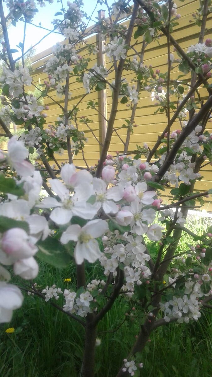 Фото автора. Алыча в саду.