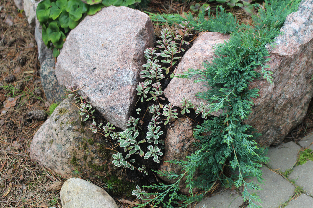 Можжевельник Вилтони. Juniperus horizontalis Wiltonii. Можжевельник горизонтальный Вилтони. Можжевельник горизонтальный Дугласа.