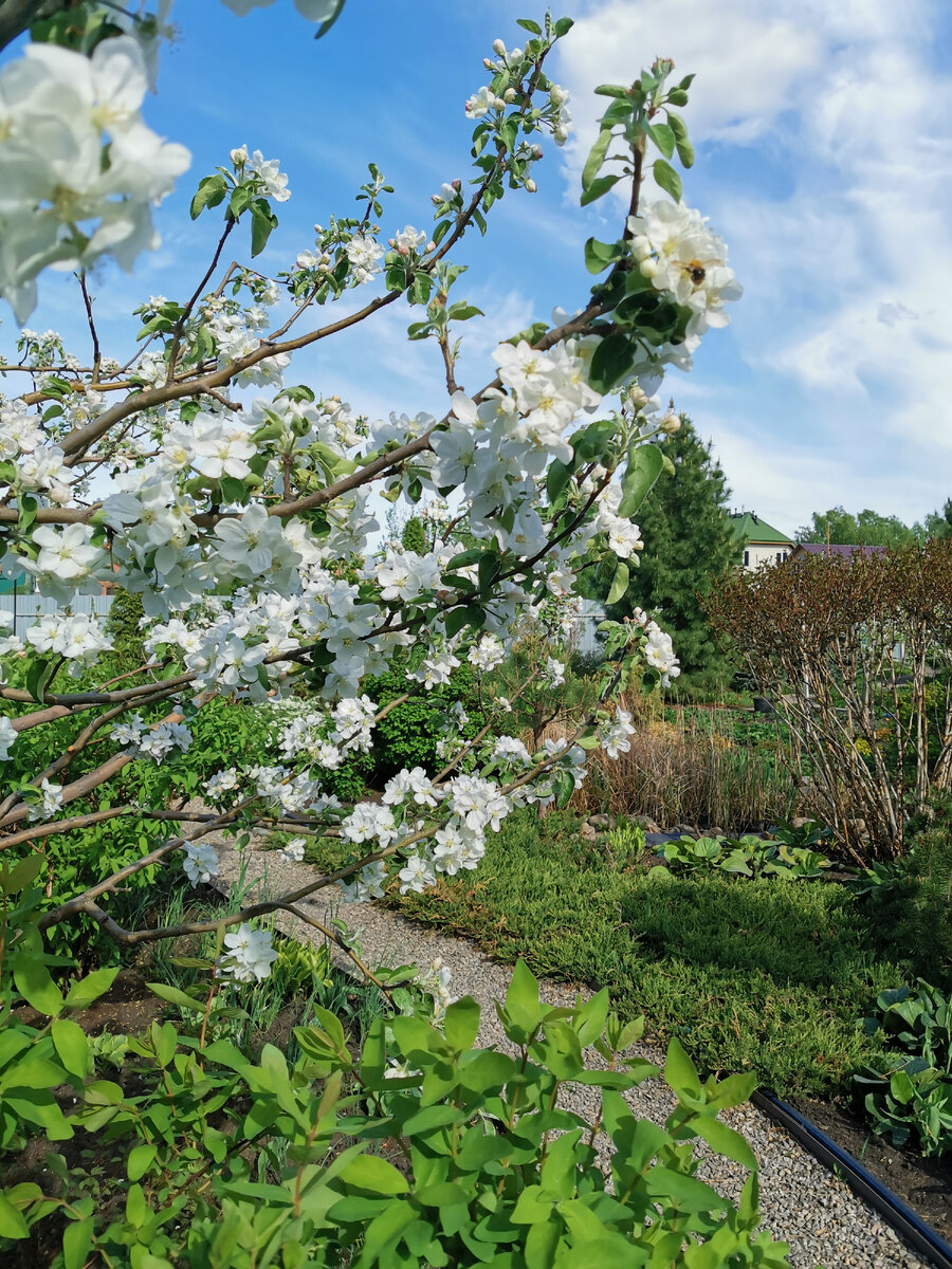 Цветение яблони в саду
