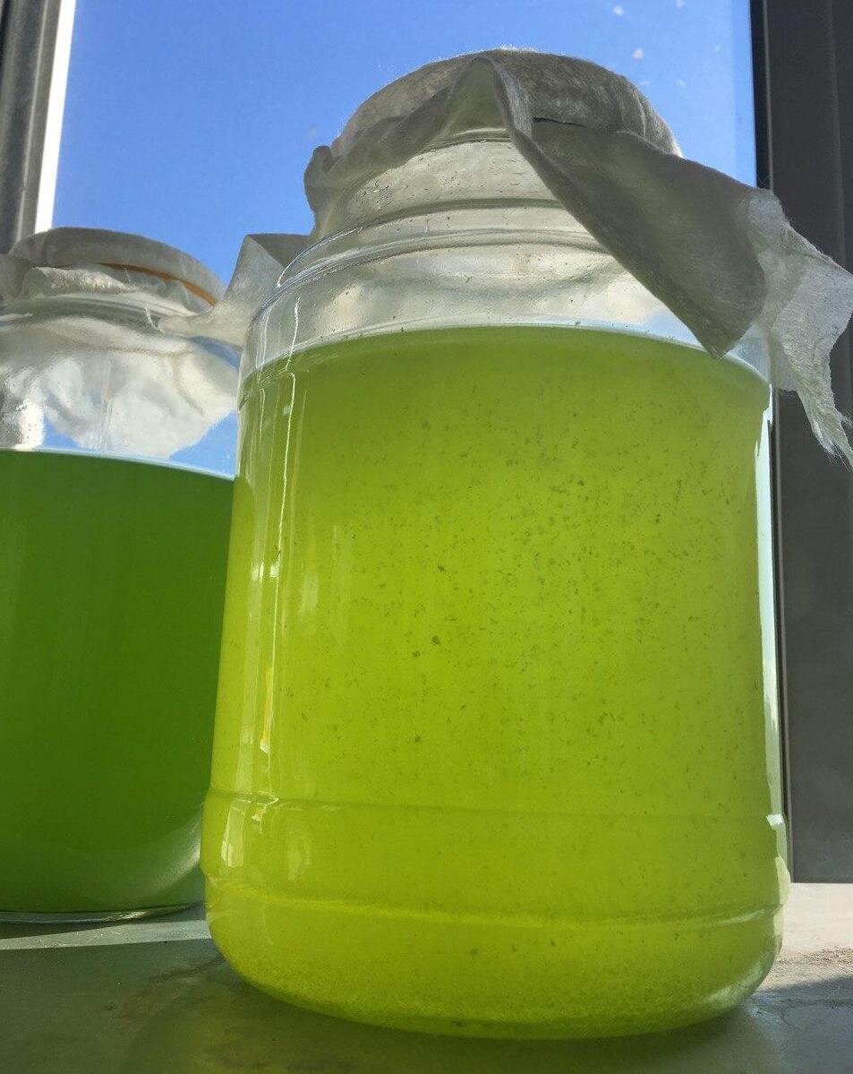 Занимаетесь рассадой? Тогда вам просто необходимо завести дома хлореллу.