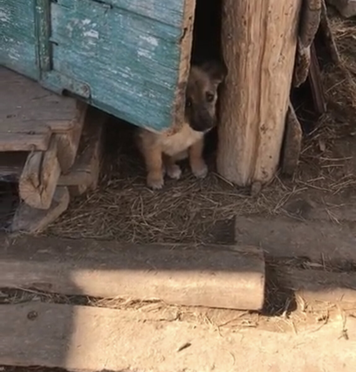 Малыш Бик