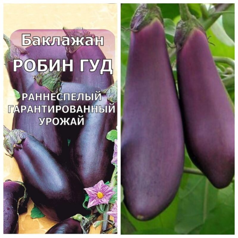 Сорт баклажанов Робин Гуд