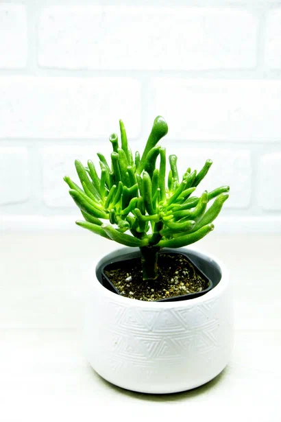 Фото и коллекция автора masteritayaplants