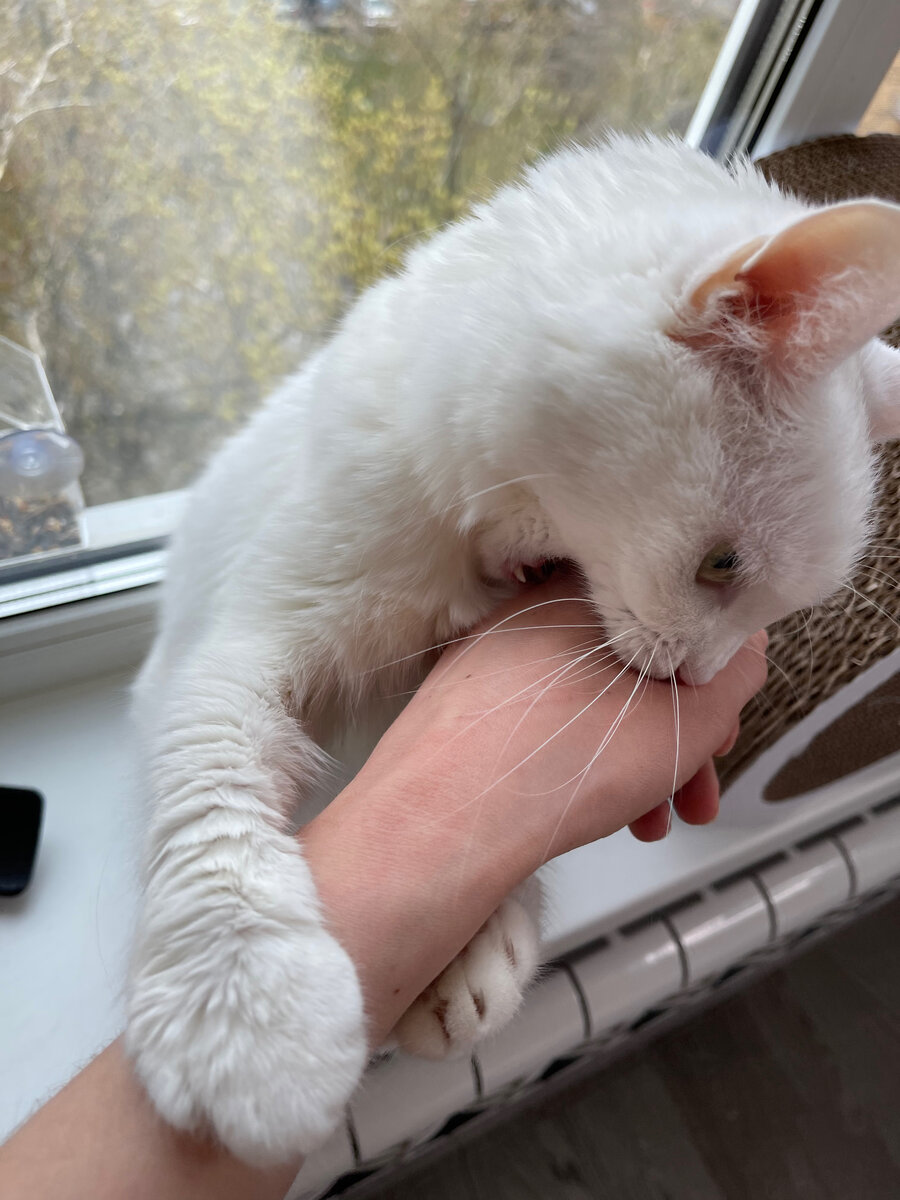 Когда хотела погладить котика😫