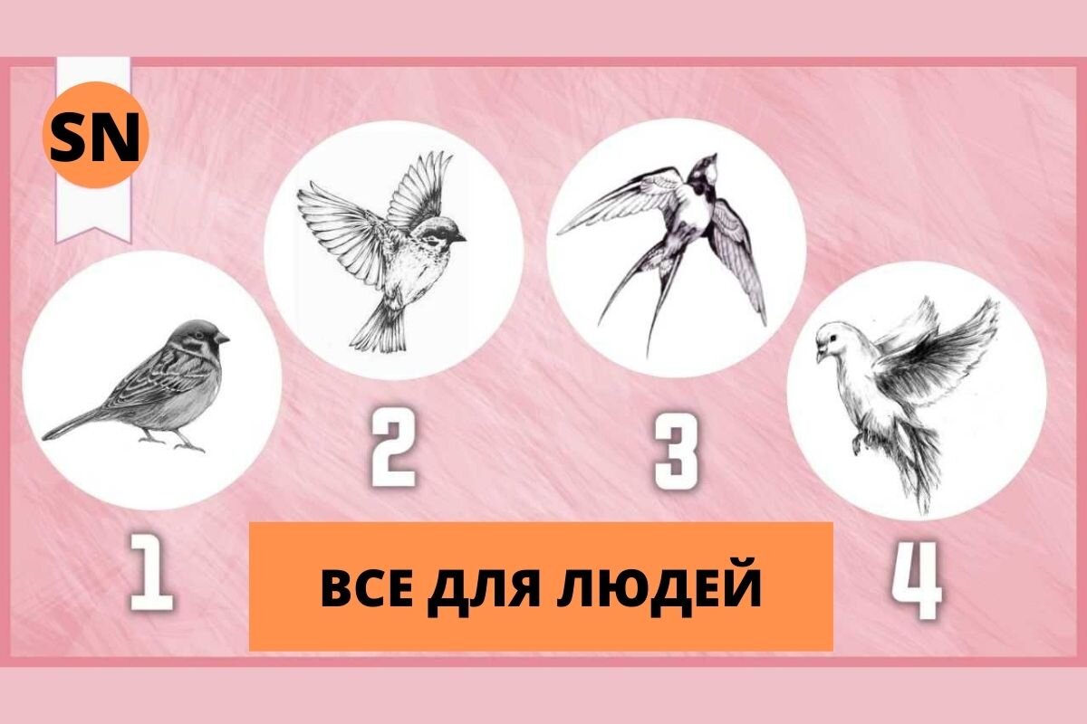 Птичий тест. Насколько хорошо вы умеете использовать возможности. | Все для  людей | Дзен