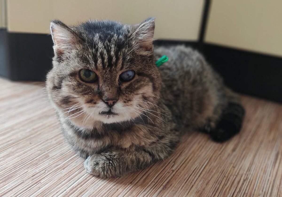 Глазика у него второго нет. Он им не видит. Но операции не требуется. Глазик будто выколот. Н о это не так страшно.