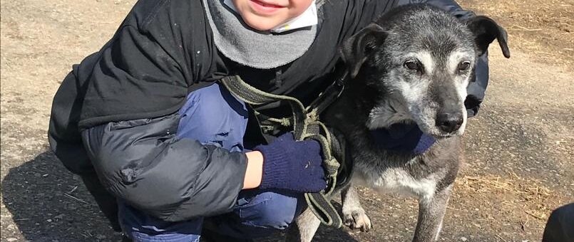 Шейла на прогулке в приюте, 2021 год