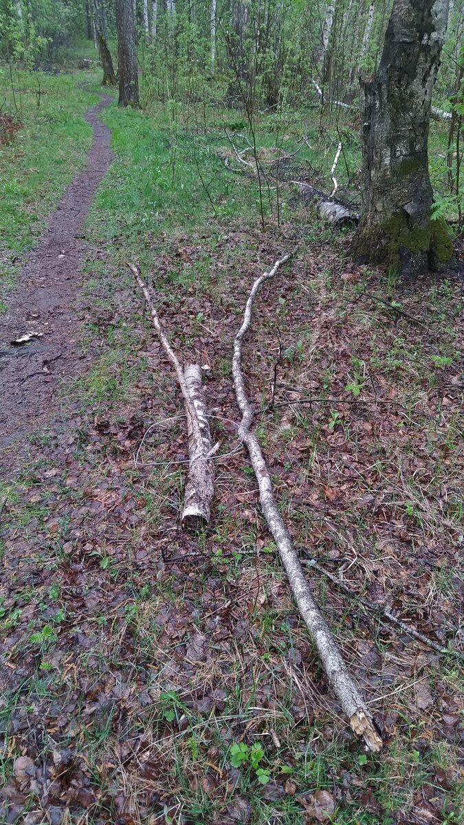 Сколько веток хорошей толщины валяется после сильного ветра в лесу - не счесть!