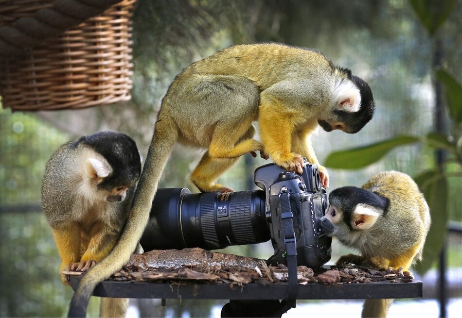 выбор фотоаппарат  сложное  дело 