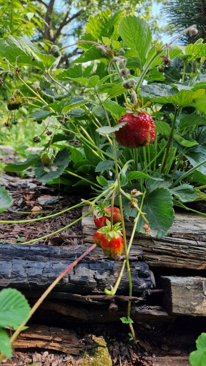 Вот тут кустик земклуники был специально посажен.