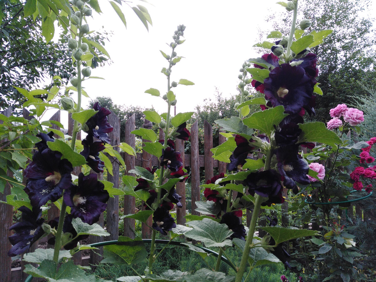 Черная мальва