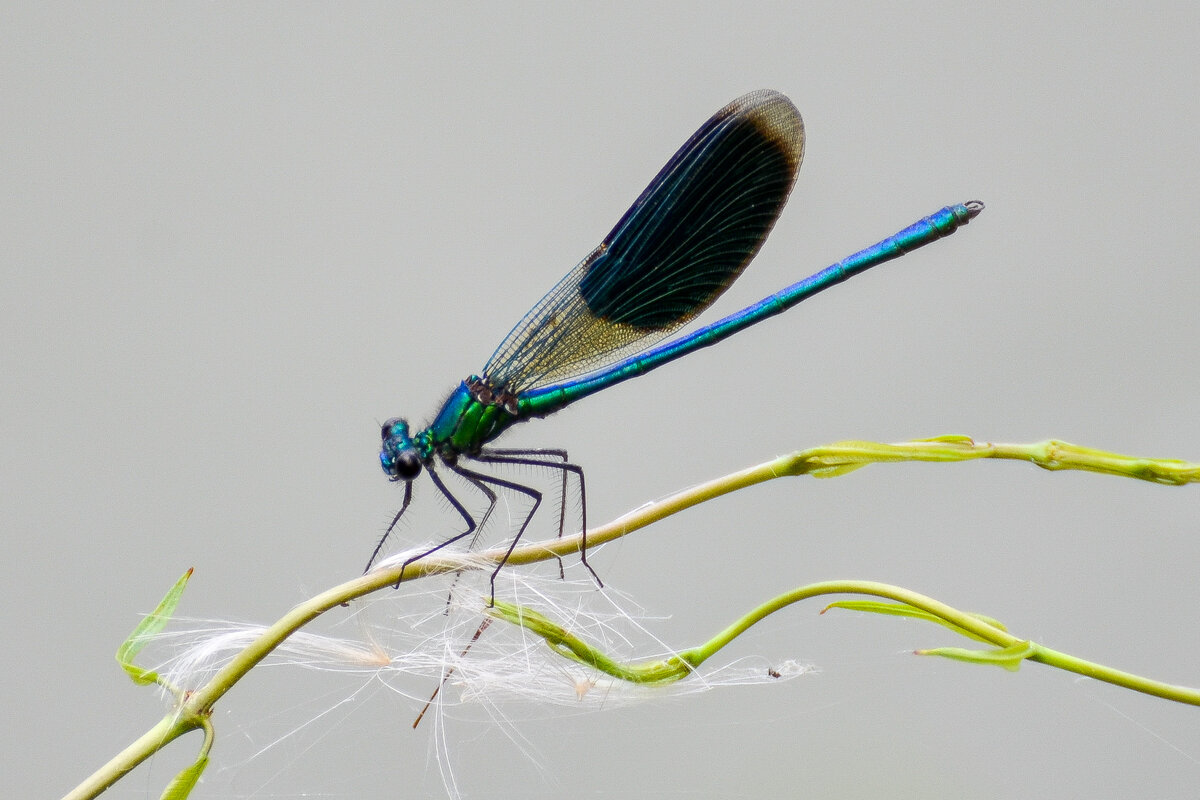 Стрекоза Красотка-девушка
 (Calopteryx virgo)