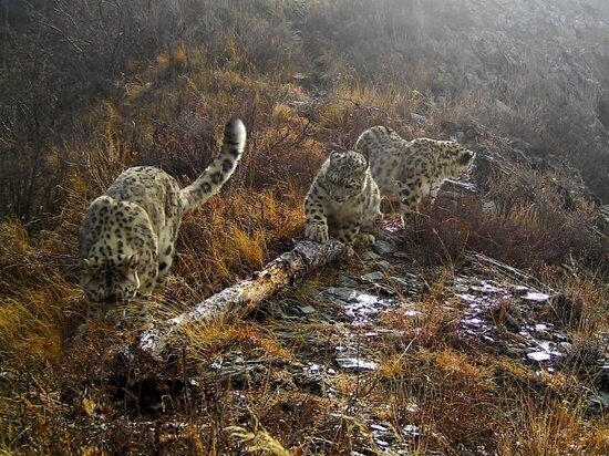     Семья барсов возле бревна, на котором ранее установили петли. Фотоархив НП Сайлюгемский