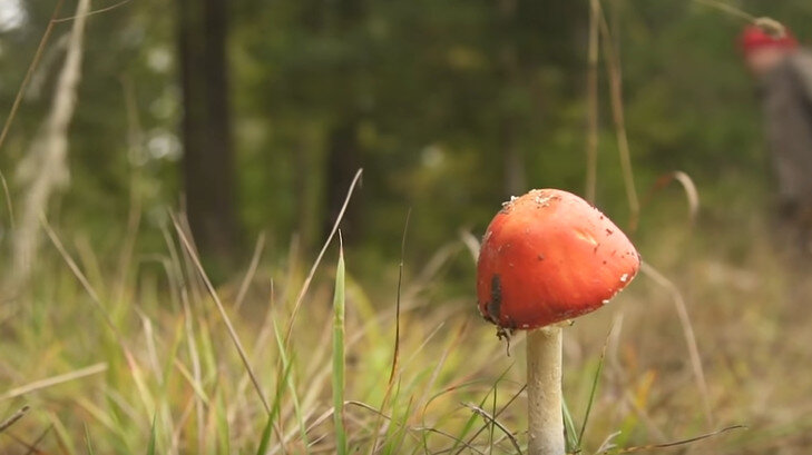 Аманита Мускария