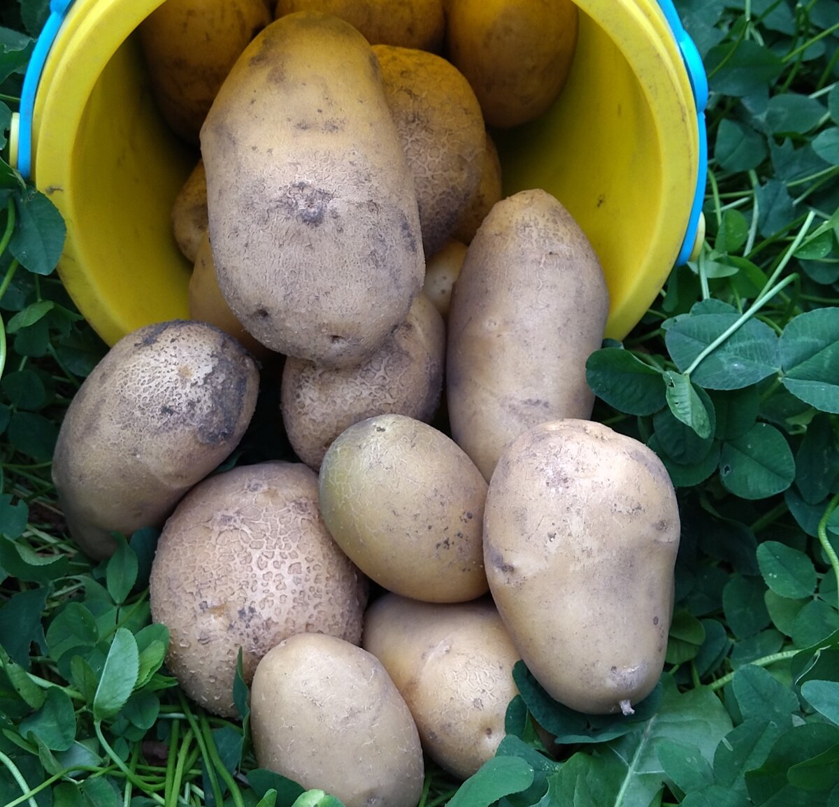Вырастет ли картошка. Картошка в огороде фото. Кожура картошки для огорода.