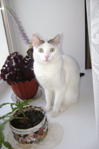 Уже взрослый Глюк.