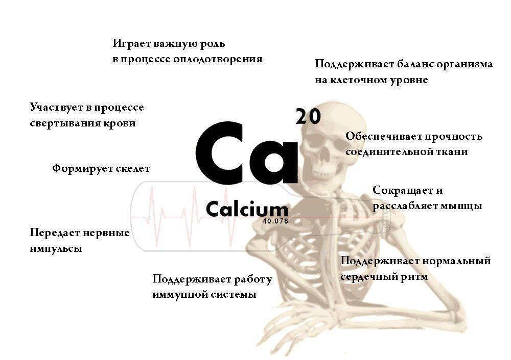 Кальций в организме. Роль кальция в организме человека. Кальций в организмееловека. Кальций в человеческом организме.