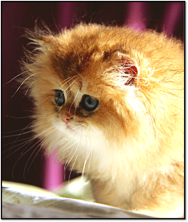 Источник: https://pikabu.ru 