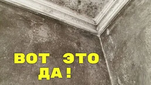 Жаль я раньше не знал этот простейший способ избавления от плесени и ...