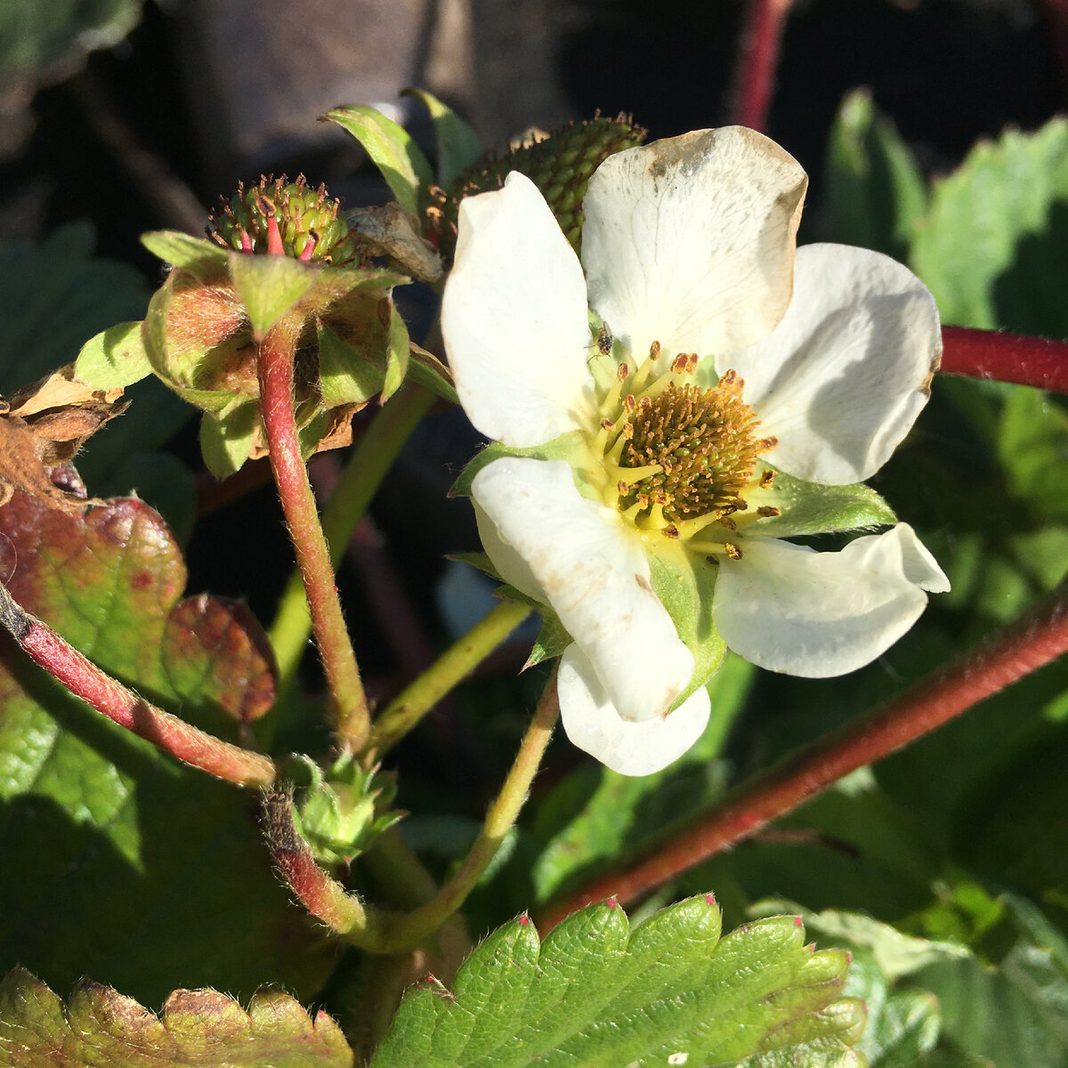 Ремонтантная земляника 15 сентября. Ягодку отсюда я съела - простите, что не показала))