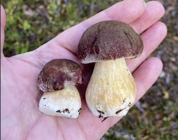 Это фото из инета, но вот такие маленькие грибы с белыми ножкам я не признала за боровиков, да и росли они в июне, почти в самом начале).