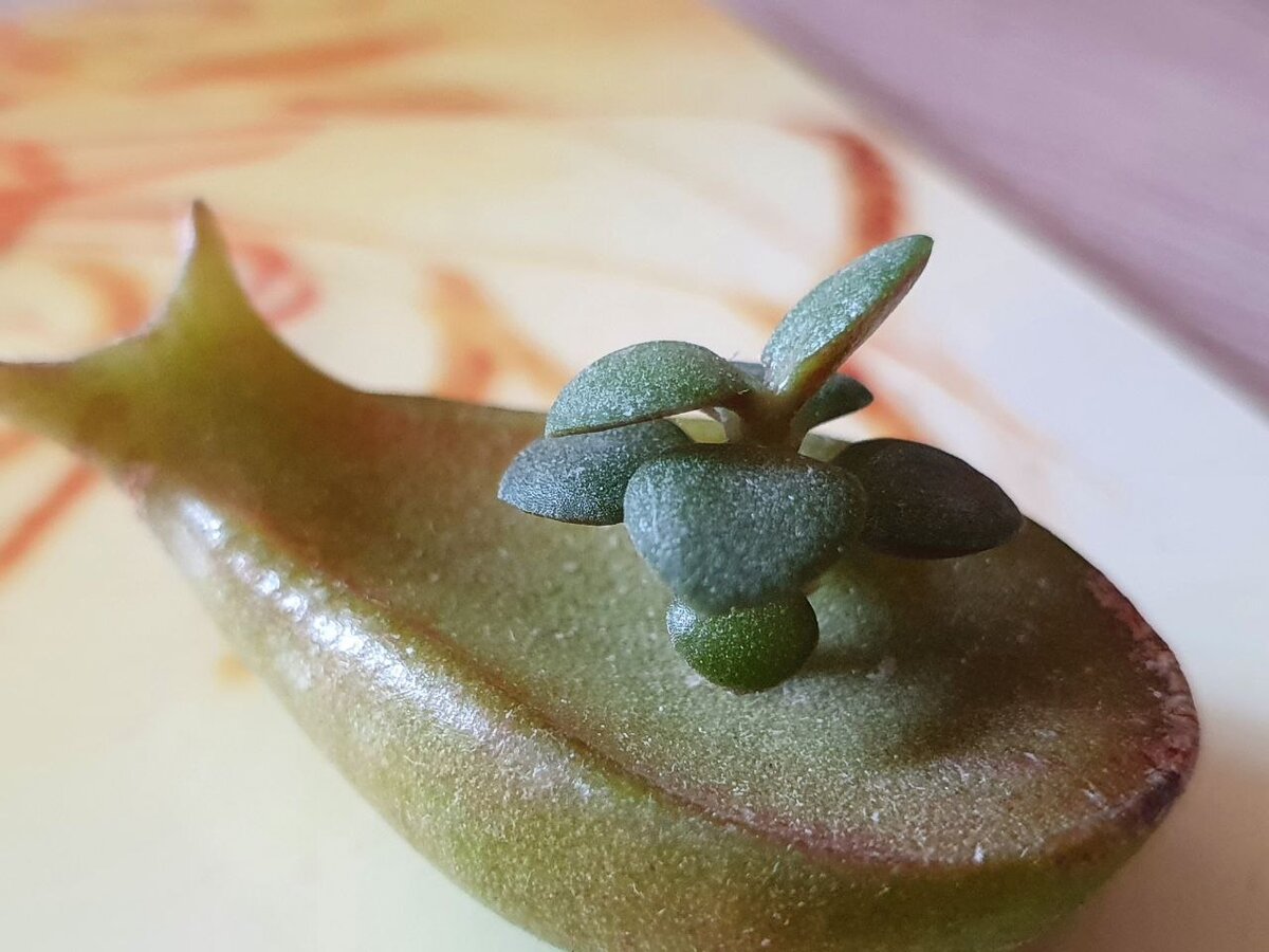 У подписчицы Дачного агронома отпал листочек от «денежного дерева», а на нем вот такое чудо 