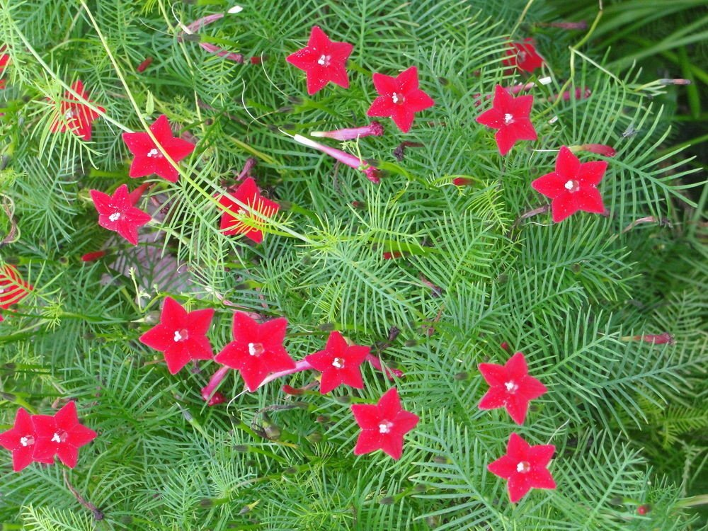 Фото из интернета в свободном доступе