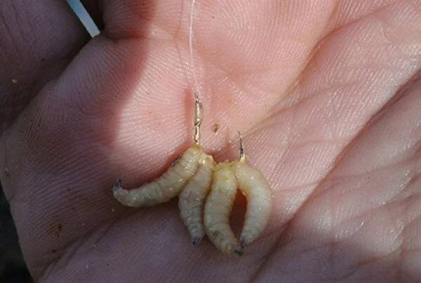 Фото с сайта: https://gruzarf.ru