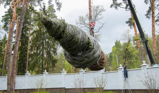 Туя: описание, виды, посадка, уход