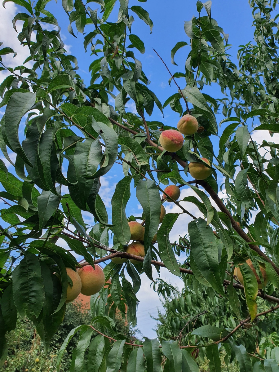 Персики поздние сорта.