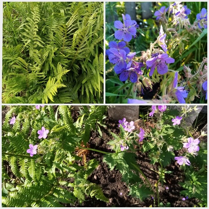 Папоротник и герань садовая, многолетники 