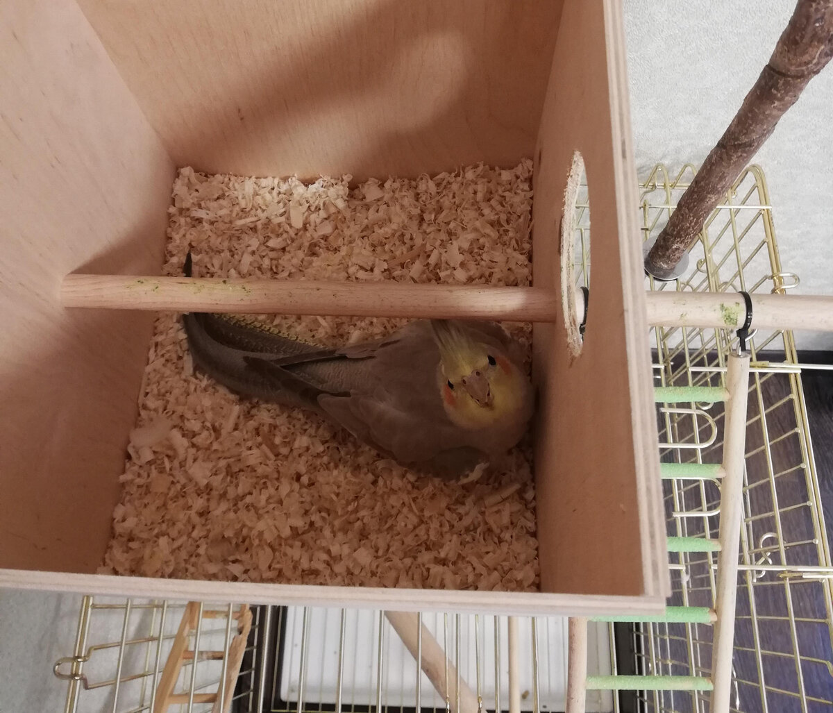 Пепси перед первой кладкой. Все фото автора.