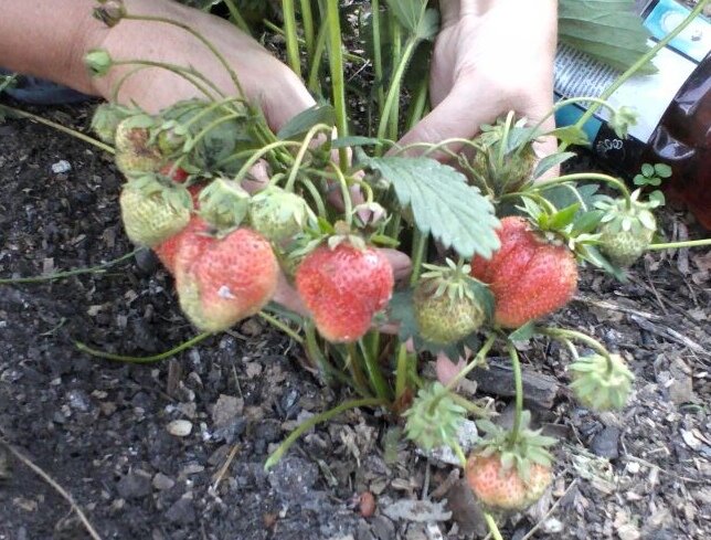 Земляника Дарселект