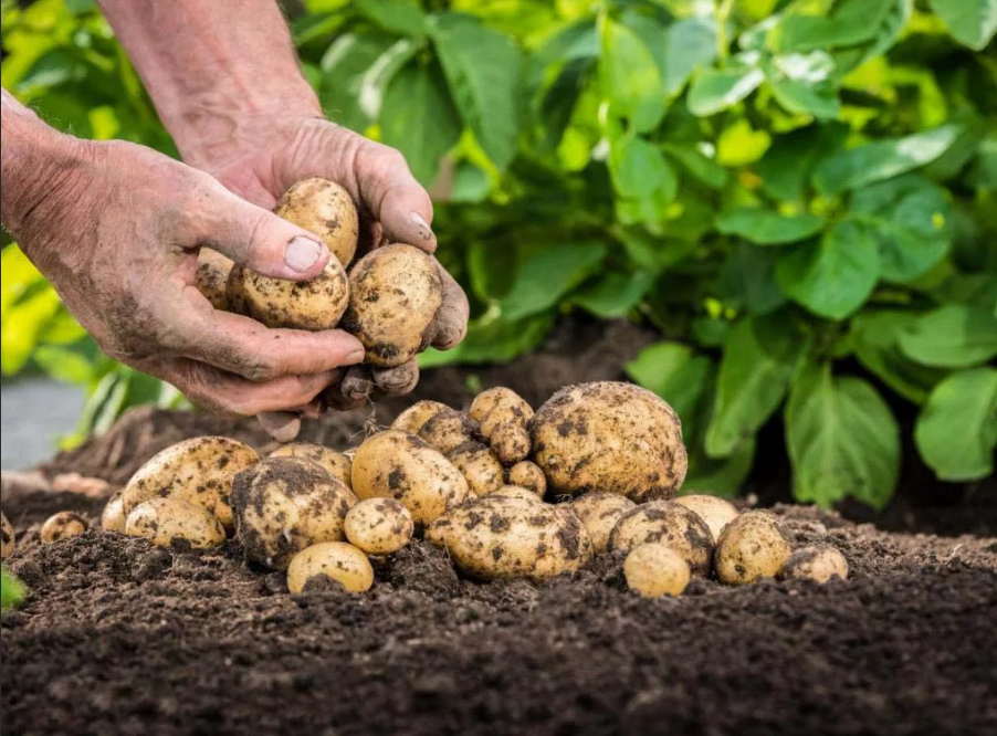Посадка и уход за картофелем на даче, все что нужно знать для хорошего урожая!