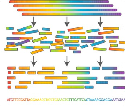 
ДНК разрезают на риды, которые читают, и из них восстанавливают первоначальную последовательность

