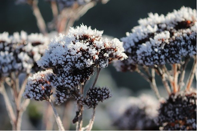 Очиток, покрытый инеем