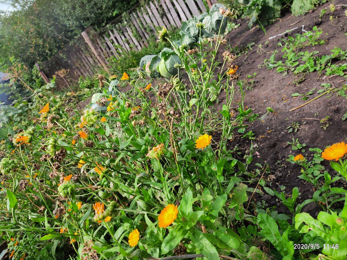 Цветочки и капуста 